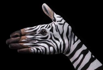 Zebra on black - Ph. W.D. Bùttcher